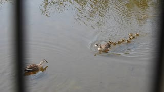 カルガモ親子の母は強し