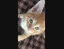 【凄いネコ動画】国民的歌手を熱狂させた猫ｘ実況 40秒　ペット動画　かわいい　癒し