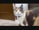 普通におやつがもらえない猫の集中力が凄すぎる話。