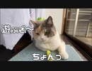 遊ぶ事が面倒な猫から【技あり】以上取ることが出来るか・・