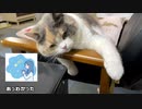 椅子をめぐる猫の可愛く小さな争い。