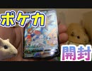 【ポケカ開封】モルモットと一緒にバトルリージョン開封するぞー【モルモット】