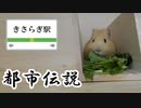 【第八回】モルモットと聞く怪異譚【きさらぎ駅】