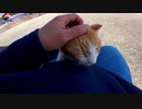 おっさんの膝の上に乗りたがる猫【野良猫】【感動猫】