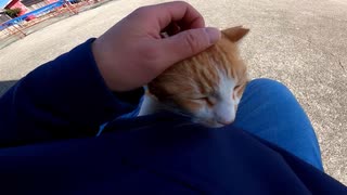 おっさんの膝の上に乗りたがる猫【野良猫】【感動猫】
