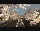 2022年03月29日2枠目　桜の穴場があるらしい