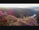 月ヶ瀬の梅渓