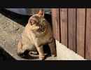 警戒中のタタルさん