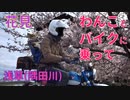 コーギーとモンキー１２５に乗って！東京では、開花宣言が行われた。そこで、隅田川 隅田公園の桜並木に花見に行く。せっかくなので浅草 でわんこの散歩する。