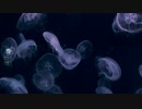くらげの万華鏡