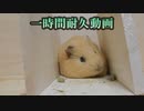 【一時間耐久】風助を見るだけの動画【モルモット】