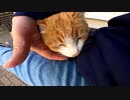 ぼっちなおっさんが猫島で猫の体をひたすら触る動画【野良猫】【感動猫】