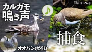 0327C①【カルガモの鳴き声】イソシギの捕食、オオバンの水浴び、オカヨシガモ。野鳥が食べている虫、ユスリカ【野鳥撮影】鶴見川水系恩田川　#身近な生き物語　#カルガモ　#イソシギ