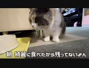 腹ペコをアピールする猫がこちら。