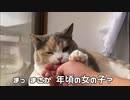 猫の手がぷにぷにすぎて止まらない