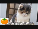 もしかして猫って・・・