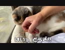 猫にプレゼントしたら紛失したっぽい