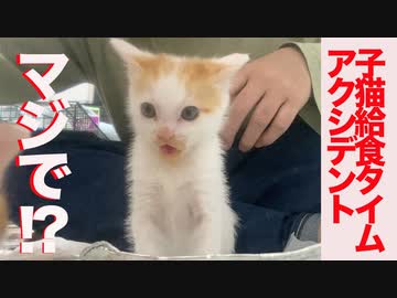 保護子猫給食の時間にアクシデント発生!?