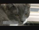 ウクライナの犬猫たちをフランスで受け入れ