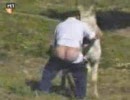 野外で用をたしてたら四足歩行の動物に犯されそうになる!?