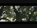 木霊　kodama  PV    演奏：鼓娚　製作 ：NOROSHI FILM    Videogropher  Masa eijiro  Ami     ＃太鼓＃被爆クスノキ＃山王神社＃鼓娚＃長崎県