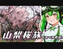 2022年3月31日　農作業日誌P221　山高神代桜、ワニ塚の桜、身延山へジクサー桜の旅　VOICEVOX解説