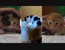 母猫が待っているからお薬をがんばれる子猫たち