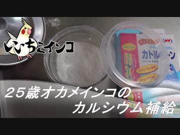 豆知識「25歳インコのカルシウム補給」