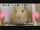 【桜の季節】モルモットと歌ってみた【フジファブリック】