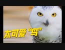 四月，太可爱“鸟”！