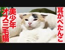 美少年オス三毛猫、ボス猫を前に耳がぺたんこになる