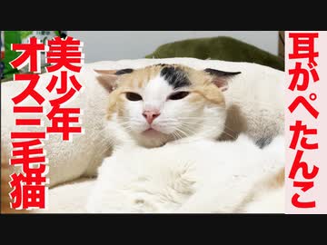 美少年オス三毛猫、ボス猫を前に耳がぺたんこになる