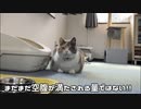 瞬時に理解し粘ることにした猫。