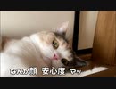 ええっ勘違いする猫。