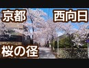 【京都自転車観光】向日市 桜の径 京都府景観資産 2022