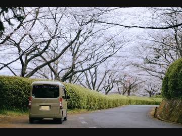 お花見ドライブ