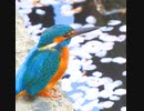 水面でお花見カワセミさん✨