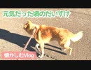 うちのわんこが元気だった頃のお散歩動画