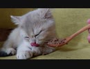 #11 食べながら寝落ちしちゃうペロ氏 Kitten falling asleep while eating