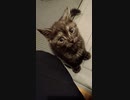 #12 こちょこちょ パッ！驚くクロ氏 Surprised Kitty #Shorts