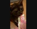 #14 一心不乱クロ氏のおやつタイム Kitten Snack time #Shorts