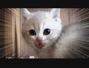#17  もりもりごはんを食べる子猫たち Kittens eating food #ASMR