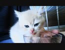 #18 ガサツァーペロ氏のおひざご飯 PERO eat food on my lap  #ASMR