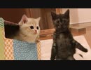 #19 子猫達の追いかけっこケリケリchasing kittens