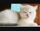 #20 仔猫のグルーミング＆仲良く遊ぶの巻 Kitten grooming & playing