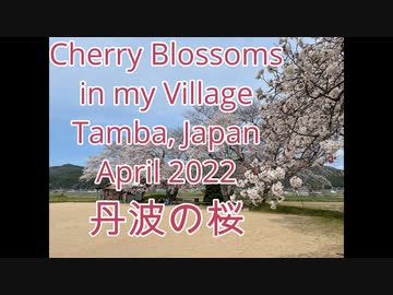 桜 令和４年(兵庫県丹波市)その１