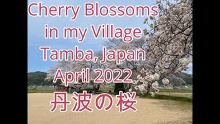 桜 令和４年(兵庫県丹波市)その１