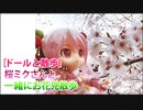 ［ドールと散歩］桜ミクさんと一緒にお花見散歩