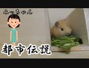 【第十一回】モルモットと聞く怪異譚【みっちゃん】
