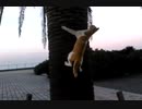 【ピタッ！】木に貼りつく猫